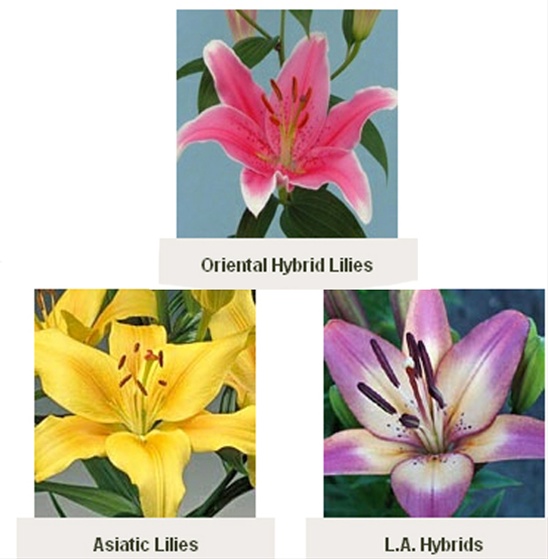 Oriental Lily, L.A & Asiatic Mix Oriental Hybrid Lilies Lilies Flowers by category